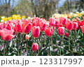 3月から4月の春の花（赤いチューリップ） 123317997