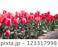 3月から4月の春の花（赤いチューリップ） 123317998