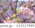 3月から4月の春の花（枝についた桜の花） 123317999