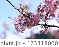 3月から4月の春の花（枝についた桜の花） 123318000