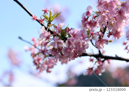 3月から4月の春の花（枝についた桜の花） 123318000
