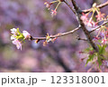 3月から4月の春の花（枝についた桜の花） 123318001