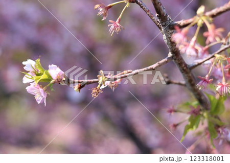 3月から4月の春の花（枝についた桜の花） 123318001