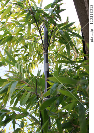 クロチク クロチク 123318312