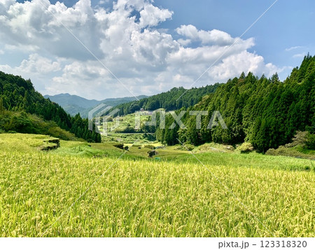 実りの秋、黄金色の稲穂が稲刈りを待つ棚田〈鞍掛山麓の四谷千枚田/愛知県奥三河地方新城市〉 123318320