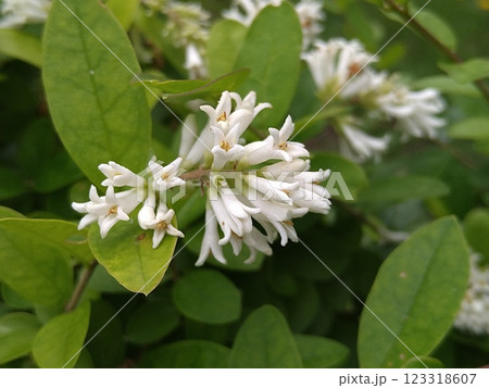 白きイボタノキの花 白きイボタノキの花 123318607