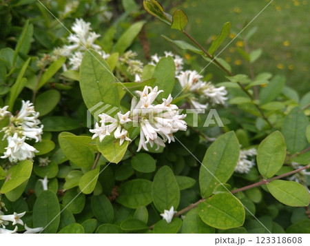 白きイボタノキの花 白きイボタノキの花 123318608