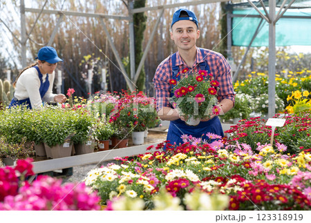 Salesman changes arrangement of pots with garden chamomile and improves appearance of window. 123318919