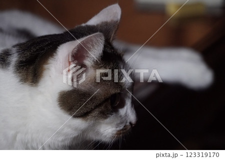 テーブルの上に足をそろえて外を見つめる猫 テーブルの上に足をそろえて外を見つめる猫 123319170