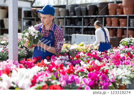 Gardening male worker in overall inspects young cyclamen plants after treatment with antifungal drugs Gardening male worker in overall inspects young cyclamen plants after treatment with antifungal drugs 123319274