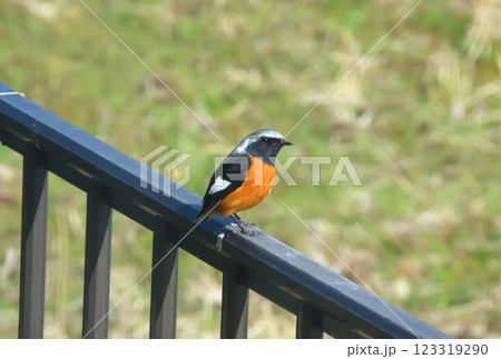 ジョウビタキ、常鶲 123319290