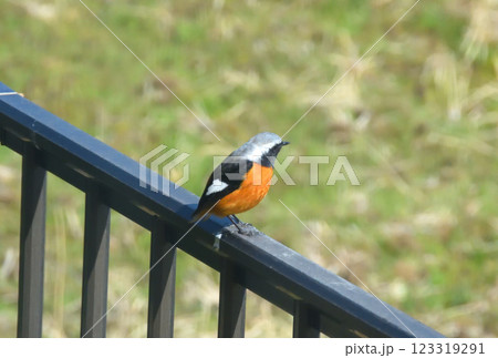 ジョウビタキ、常鶲 123319291