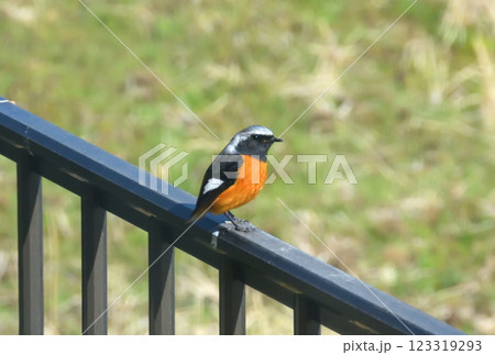 ジョウビタキ、常鶲 ジョウビタキ、常鶲 123319293