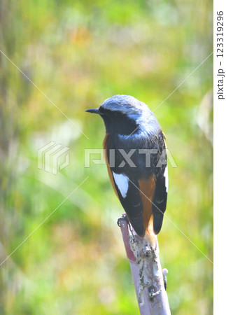 ジョウビタキ、常鶲 123319296