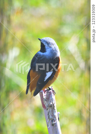 ジョウビタキ、常鶲 ジョウビタキ、常鶲 123319309