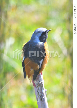 ジョウビタキ、常鶲 ジョウビタキ、常鶲 123319340