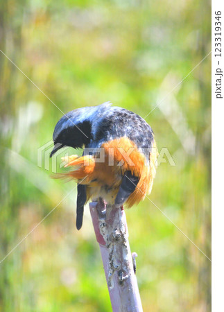 ジョウビタキ、常鶲 123319346