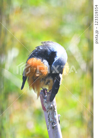 ジョウビタキ、常鶲 123319354