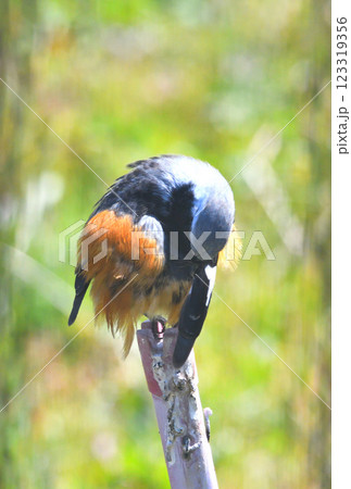 ジョウビタキ、常鶲 ジョウビタキ、常鶲 123319356