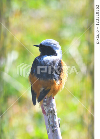 ジョウビタキ、常鶲 123319362