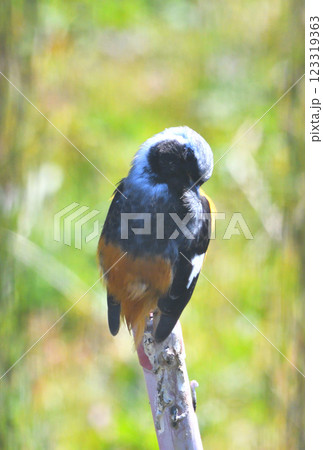 ジョウビタキ、常鶲 123319363