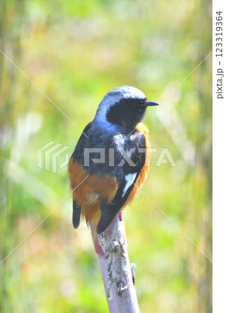 ジョウビタキ、常鶲 123319364