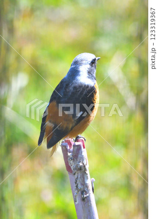 ジョウビタキ、常鶲 ジョウビタキ、常鶲 123319367
