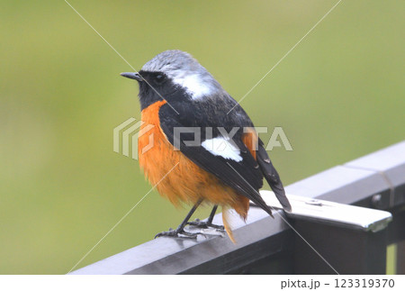 ジョウビタキ、常鶲 123319370