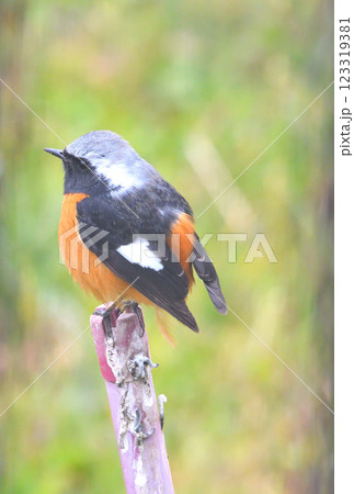 ジョウビタキ、常鶲 ジョウビタキ、常鶲 123319381