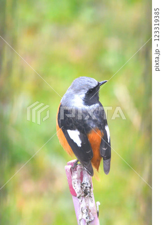 ジョウビタキ、常鶲 123319385