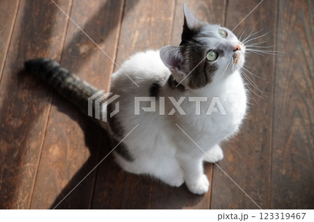 天井を見つめる猫 天井を見つめる猫 123319467