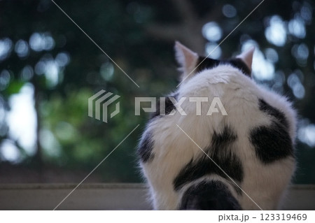 網戸越しに外を見る猫の後ろ姿 網戸越しに外を見る猫の後ろ姿 123319469