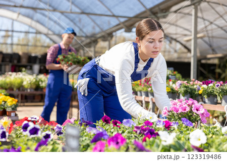 Positive young woman in casual clothes choosing potted Petunia flowers for house while shopping in greenhouse 123319486