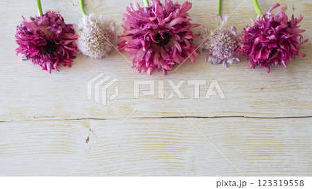 ナチュラルな花飾り：スカビオサの優しいピンクと白 123319558