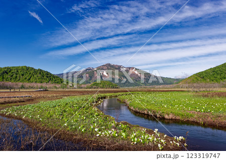 ミズバショウ咲く初夏の尾瀬ヶ原と残雪の至仏山 123319747