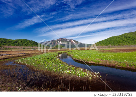 ミズバショウ咲く初夏の尾瀬ヶ原と残雪の至仏山 123319752