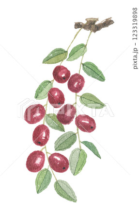 水彩で描いた棗 ナツメ 水彩で描いた棗 ナツメ 123319898