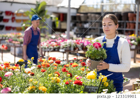 Young woman seller holding persian buttercup 123319901