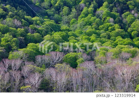 初夏の尾瀬ヶ原から見る新緑の山肌 123319914