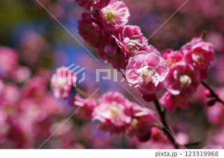 梅の花 ~横浜公園~ 梅の花 ~横浜公園~ 123319968