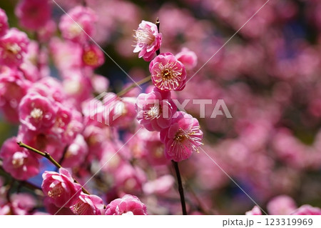 梅の花 ～横浜公園～ 123319969
