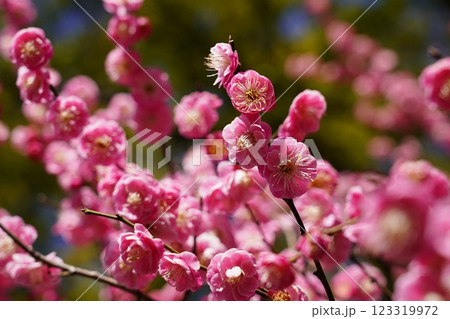 梅の花 ~横浜公園~ 梅の花 ~横浜公園~ 123319972