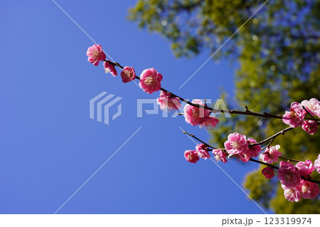 梅の花 ~横浜公園~ 梅の花 ~横浜公園~ 123319974
