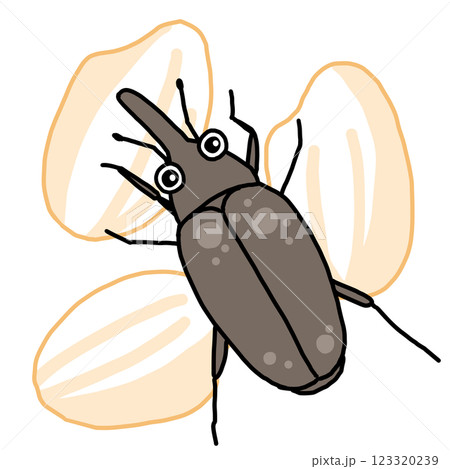 お米につく害虫コクゾウムシ お米につく害虫コクゾウムシ 123320239