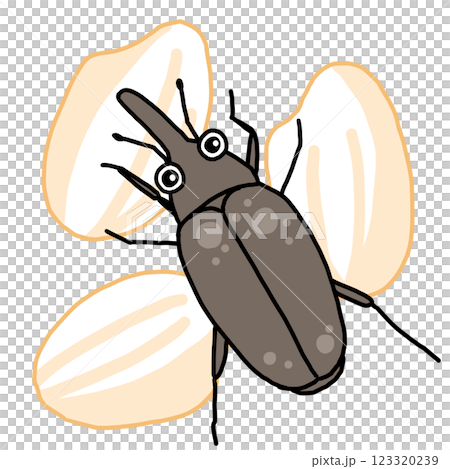 お米につく害虫コクゾウムシ お米につく害虫コクゾウムシ 123320239