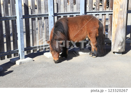 板橋区立こども動物園（東板橋公園内）　ポニー　 123320267