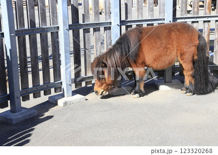 板橋区立こども動物園(東板橋公園内) ポニー 板橋区立こども動物園(東板橋公園内) ポニー 123320268