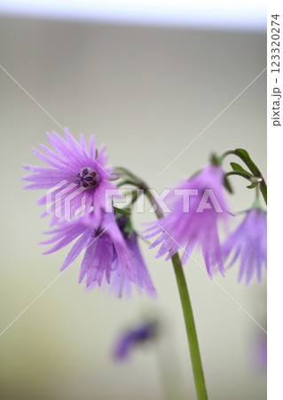 ソルダネラ・アルピナの花 123320274