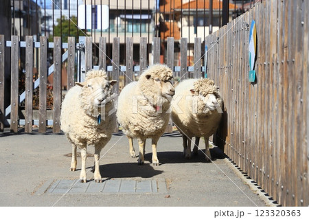 板橋区立こども動物園(東板橋公園内) ひつじ 板橋区立こども動物園(東板橋公園内) ひつじ 123320363