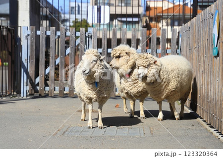 板橋区立こども動物園（東板橋公園内）　ひつじ 123320364